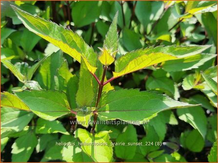 Heliopsis helianthoides &#039;Prairie Sunset&#039; | Zonneoog | Gew&ouml;hnliches Sonnenauge | Rough Heliopsis