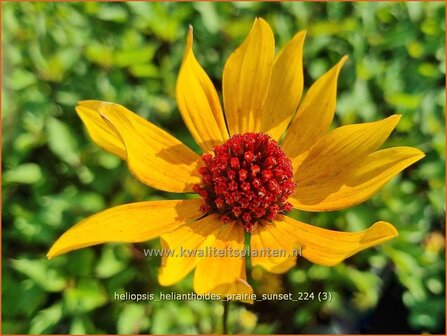 Heliopsis helianthoides &#039;Prairie Sunset&#039; | Zonneoog | Gew&ouml;hnliches Sonnenauge | Rough Heliopsis