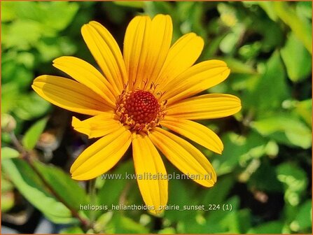Heliopsis helianthoides &#039;Prairie Sunset&#039; | Zonneoog | Gew&ouml;hnliches Sonnenauge | Rough Heliopsis