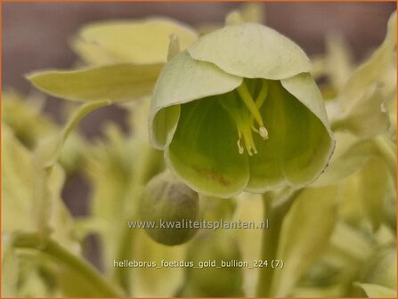 Helleborus foetidus 'Gold Bullion' | Stinkend nieskruid, Nieskruid | Palmblatt-Nieswurz | Stinking Hellebore