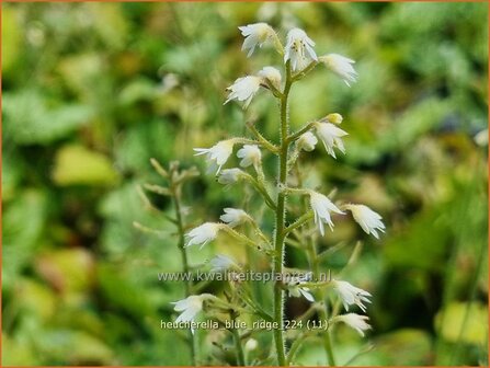 Heucherella &#039;Blue Ridge&#039; | Schuimklokje, Purperklokje | Bastardschaumbl&uuml;te | Foamy Bells