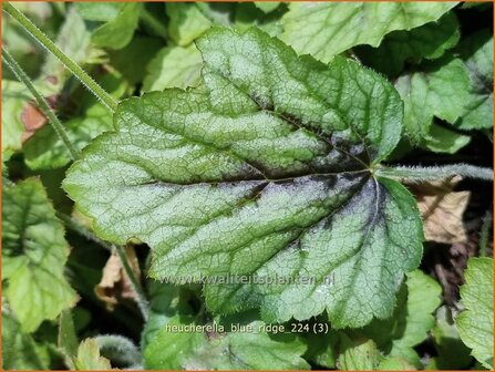 Heucherella &#039;Blue Ridge&#039; | Schuimklokje, Purperklokje | Bastardschaumbl&uuml;te | Foamy Bells