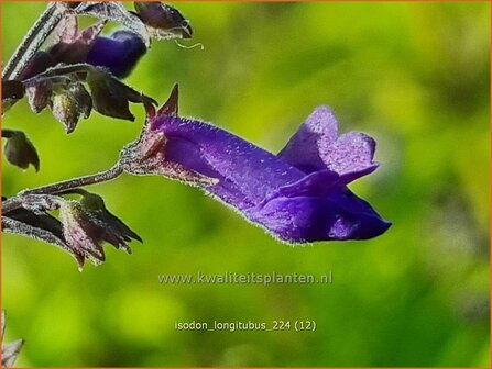 Isodon longitubus | Chinesische Buschnessel | Trumpet Spurflower