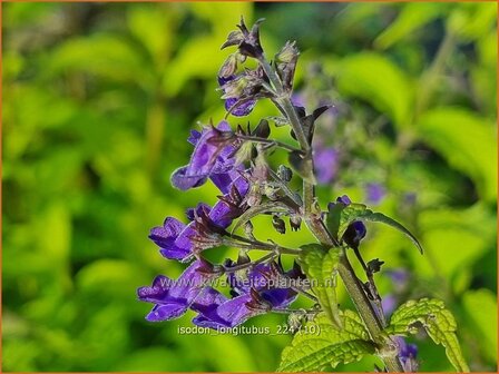 Isodon longitubus | Chinesische Buschnessel | Trumpet Spurflower