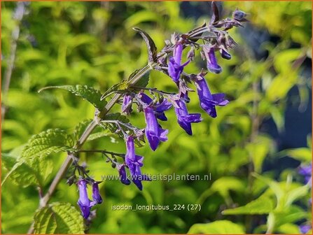 Isodon longitubus | Chinesische Buschnessel | Trumpet Spurflower