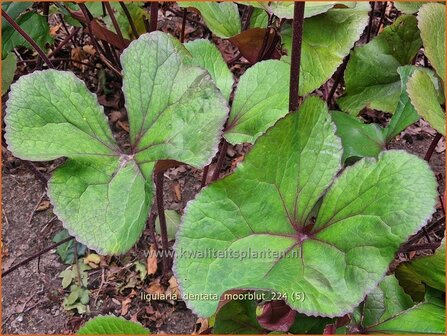 Ligularia dentata &#039;Moorblut&#039; | Kruiskruid, Tongkruiskruid | Stern-Goldkolben | Golden Groundsel