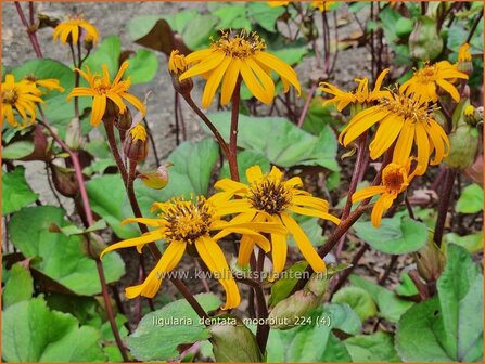 Ligularia dentata &#039;Moorblut&#039; | Kruiskruid, Tongkruiskruid | Stern-Goldkolben | Golden Groundsel