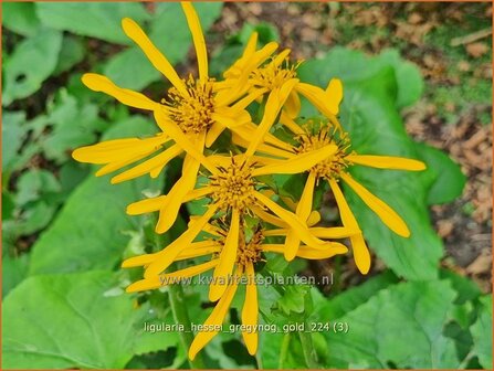 Ligularia hessei &amp;#39;Gregynog Gold&amp;#39;