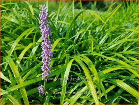 Liriope muscari &#039;Early Fascination&#039; | Leliegras | Lilientraube | Lilyturf