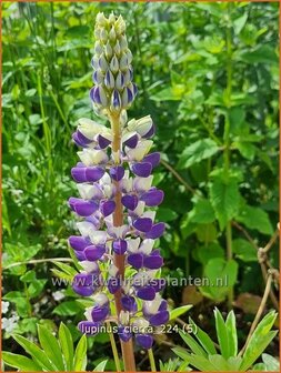 Lupinus &#039;Cierra&#039; | Lupine | Lupine | Lupin