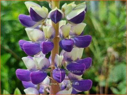 Lupinus &#039;Cierra&#039; | Lupine | Lupine | Lupin