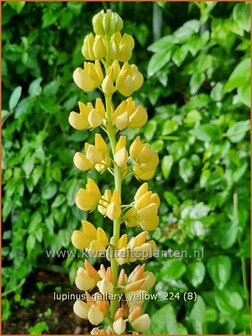 Lupinus &#039;Gallery Yellow&#039; | Lupine | Lupine | Lupin