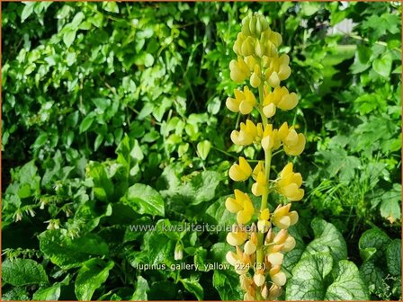 Lupinus &#039;Gallery Yellow&#039; | Lupine | Lupine | Lupin