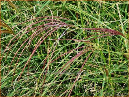 Miscanthus sinensis &amp;#39;Little Zebra&amp;#39; (pot 11 cm)