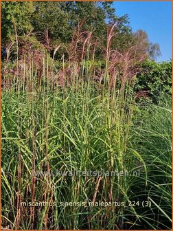 Miscanthus sinensis &#039;Malepartus&#039; | Chinees prachtriet, Chinees riet, Japans sierriet, Sierriet | Chinasch