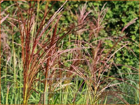 Miscanthus sinensis &#039;Malepartus&#039; | Chinees prachtriet, Chinees riet, Japans sierriet, Sierriet | Chinasch