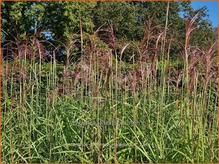 Miscanthus sinensis &#039;Malepartus&#039; | Chinees prachtriet, Chinees riet, Japans sierriet, Sierriet | Chinasch