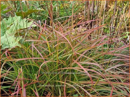 Miscanthus sinensis &#039;Rotsilber&#039; | Chinees prachtriet, Chinees riet, Japans sierriet, Prachtriet | Chinaschilf | E