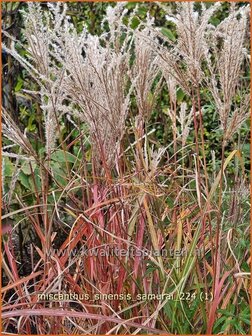 Miscanthus sinensis &#039;Samurai&#039; | Chinees prachtriet, Chinees riet, Japans sierriet, Prachtriet | Chinaschilf | Eul