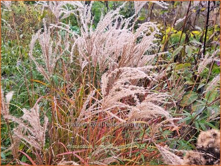 Miscanthus sinensis &#039;Samurai&#039; | Chinees prachtriet, Chinees riet, Japans sierriet, Prachtriet | Chinaschilf | Eul