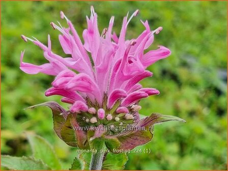 Monarda &#039;Pink Frosting&#039; | Bergamotplant, Indianennetel | Indianernessel | Beebalm