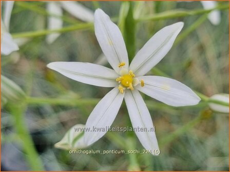 Ornithogalum ponticum 'Sochi' | Bosvogelmelk, Pontische vogelmelk, Vogelmelk | Milchstern | Star-of-Bethlehem