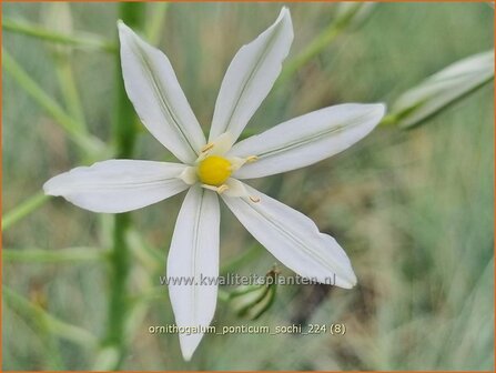 Ornithogalum ponticum 'Sochi' | Bosvogelmelk, Pontische vogelmelk, Vogelmelk | Milchstern | Star-of-Bethlehem