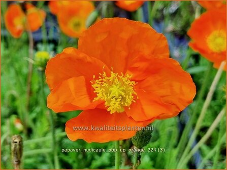 Papaver nudicaule &#039;Pop-up Orange&#039; | IJslandse papaver, Naaktstelige klaproos, Papaver, Klaproos | Island-Mohn | I