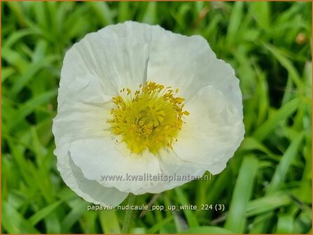Papaver nudicaule &#039;Pop-up White&#039; | IJslandse papaver, Naaktstelige klaproos, Papaver, Klaproos | Island-Mohn | Ic