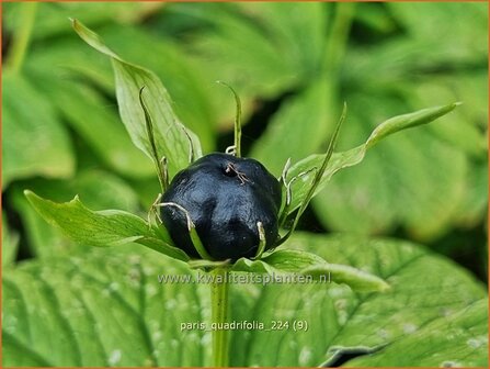 Paris quadrifolia | Eenbes, Vierblad, Spinnekop, Wolfsbes | Vierbl&auml;ttrige Einbeere | True-Lover&#039;s Knot
