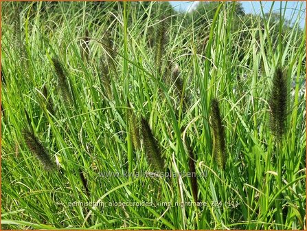 Pennisetum alopecuroides &#039;Kim&#039;s Nightmare&#039; | Breed lampenpoetsersgras, Borstelveergras, Lampenpoetsersgras