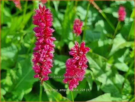 Persicaria amplexicaulis | Doorgroeide duizendknoop, Adderwortel, Duizendknoop | Kerzenkn&ouml;terich | Mountain Fleece