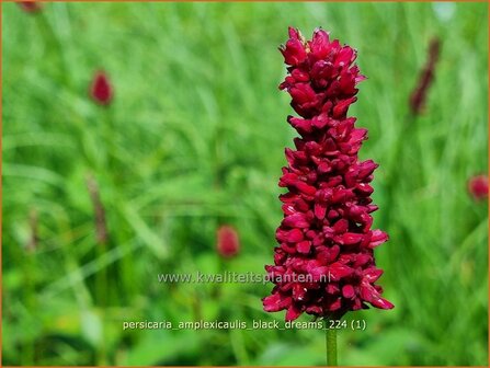 Persicaria amplexicaulis &#039;Black Dreams&#039; | Doorgroeide duizendknoop, Adderwortel, Duizendknoop | Kerzenkn&ouml;t