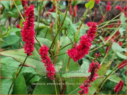 Persicaria amplexicaulis &#039;Bloody Mary&#039; | Doorgroeide duizendknoop, Adderwortel, Duizendknoop | Kerzenkn&ouml;te