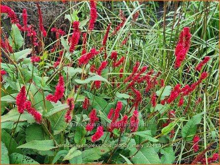 Persicaria amplexicaulis &#039;Bloody Mary&#039; | Doorgroeide duizendknoop, Adderwortel, Duizendknoop | Kerzenkn&ouml;te