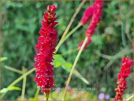 Persicaria amplexicaulis &#039;Vesuvius&#039; | Doorgroeide duizendknoop, Adderwortel, Duizendknoop | Kerzenkn&ouml;teric