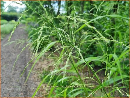 Phaenosperma globosa | Watervalgras | Wasserfallhirse | Chinese Bead Grass