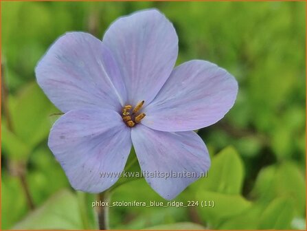 Phlox stolonifera &#039;Blue Ridge&#039; | Vlambloem, Flox, Floks | Ausl&auml;ufer-Flammenblume | Creeping Phlox