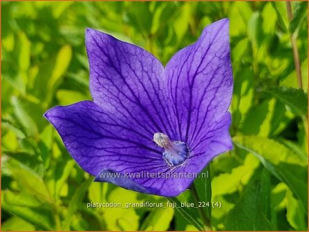 Platycodon grandiflorus &#039;Fuji Blue&#039; | Ballonklokje, Ballonbloem, Chinese klokjesbloem | Ballonblume | Japanese Be