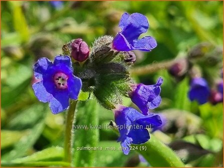 Pulmonaria &#039;Miss Elly&#039; | Longkruid | Lungenkraut | Lungwort
