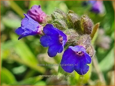 Pulmonaria &#039;Miss Elly&#039; | Longkruid | Lungenkraut | Lungwort