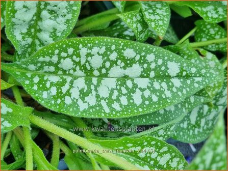 Pulmonaria &#039;Trevi Fountain&#039; | Longkruid | Lungenkraut | Lungwort