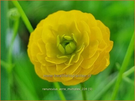 Ranunculus acris &#039;Multiplex&#039; | Gevulde boterbloem, Scherpe boterbloem, Boterbloem | Gef&uuml;llter Hahnenfu&szlig; | Meadow Bu