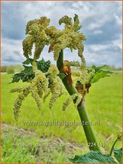Rheum palmatum tanguticum | Sierrabarber | Kron-Rhabarber | Ornamental Rhubarb