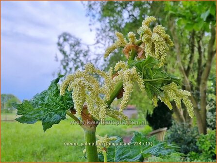 Rheum palmatum tanguticum | Sierrabarber | Kron-Rhabarber | Ornamental Rhubarb