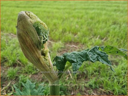Rheum palmatum tanguticum | Sierrabarber | Kron-Rhabarber | Ornamental Rhubarb
