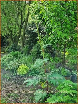 Rheum palmatum tanguticum | Sierrabarber | Kron-Rhabarber | Ornamental Rhubarb