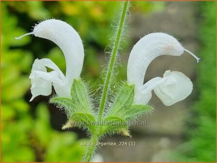 Salvia argentea | Zilversalie, Salie, Salvia | Silberblatt-Salbei | Silver Sage