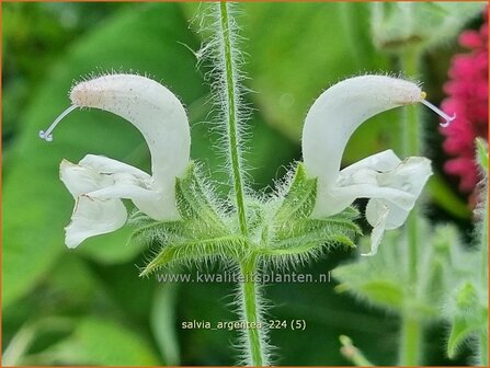 Salvia argentea | Zilversalie, Salie, Salvia | Silberblatt-Salbei | Silver Sage