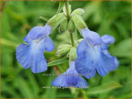 Salvia azurea &#039;Grandiflora&#039; | Azuurblauwe salie, Blauwe salie, Salie, Salvia | Gro&szlig;bl&uuml;tiger Sp&amp;#x00